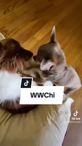#WWE #dogvideos #fyp 