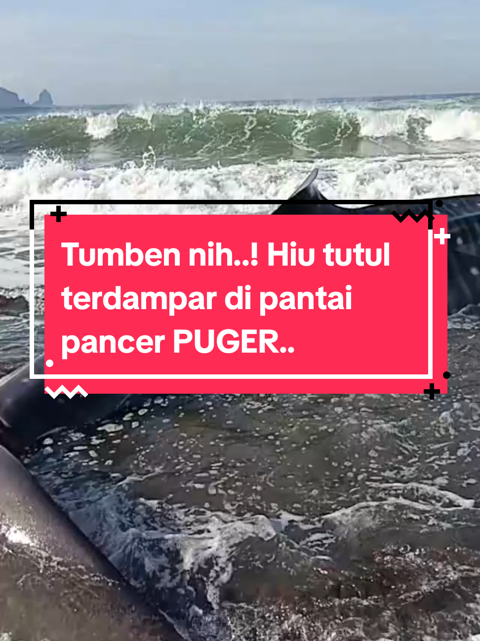 #tiktoklive #livehighlights  IKAN HIU TUTUL TERDAMPAR DI PANTAI PANCER PUGER #ikanhiu #pantai #puger 