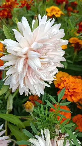 Доброе утро! 💖 Прекрасное рядом с нами🌼🧡 #моицветы  #цветы #люблюцветы #бархатцы #цветочки 