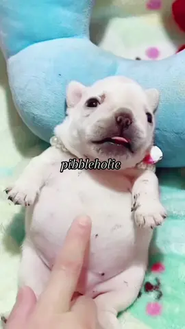 i love you…pibble.. #LanguageLearning #pibble #fypシ #fyp #viral #readyforhell #xyzbca 