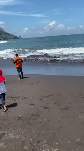hiu tutul terdampar di sekitaran pantai pancer puger#pugerjember #jlspugerjemberjawatimur #pancerpugerjember 