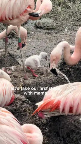 baby flamingos start walking between three to seven days after they hatch. (this one is four days old.)  our two chicks will be up and running around the exhibit together within a couple weeks.  #chileanflamingo #flamingo #birds 