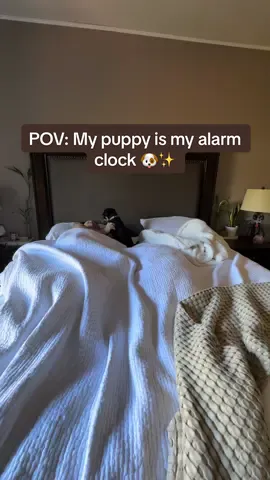 Started my morning with puppy snuggles, made the bed, and got ready to hit the road for today’s photo shoot at Burney Falls in Northern California 🏞️📸 (tell me he’s not the cutest little morning buddy ever 🥹🐾) #MorningRoutine #PuppyTok #DayInTheLife #PhotographerLife #BurneyFalls  @Spider Holster  @lululemon  @canonusa  @New Balance 
