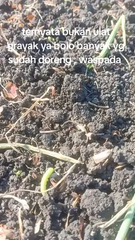 dalam 2 hari habis bolo kalau serangan ulat doreng, waspada dan slalu berdoa, 