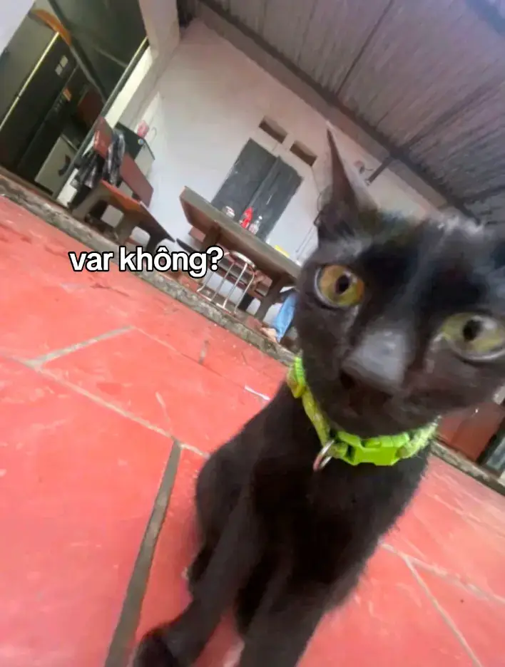 #cat #fyp #fypviralシ 