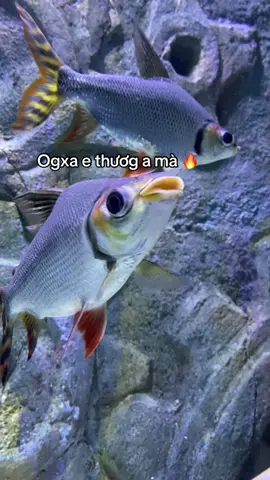 Ogxa m.u.a cho em đi mà Ogxa #VinWonders #GreenCreator #dulich  