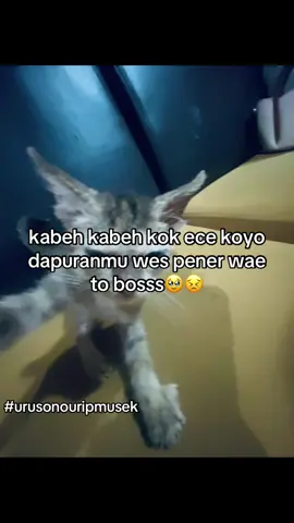 just konten kak#fyp #masukberanda #xybca #masukberanda 
