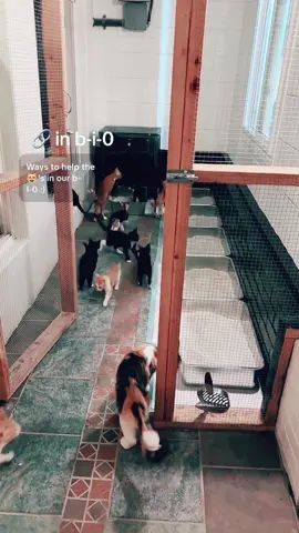 @pinch3_p3lon #cats #catrescue #ragingloons #tiktoklive #livehighlights 