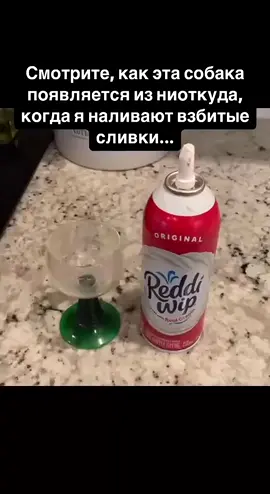 Что здесь происходит? #обжора #собакен #корги #собачки #собака #animalface #pet #pets #animallovers #animals #домашниеживотные #любимцы #foryou #instareels #explore