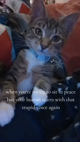#PetsOfTikTok #viral #fyp #catsoftiktok #catmom 
