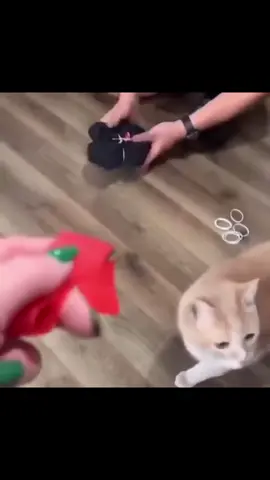 But you what he’s not scared of… #fyp #memes #funny #viral #cats #cat #adorable 