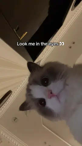 #cat #fyp 