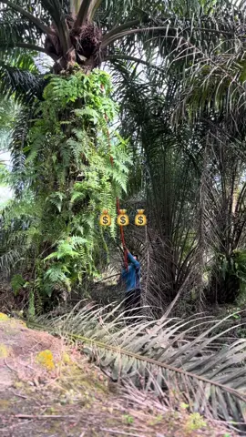 #sawitontiktok #sawitriau #sawit #fypシ゚ #fyp 