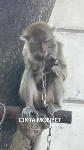 monyete ono ngendi saiki..... hehehe