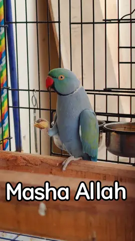 #bluecobalt #MAaviary #foryoupage #parrot #birds 