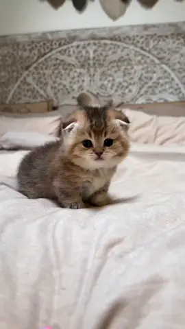 #fyp #cat 