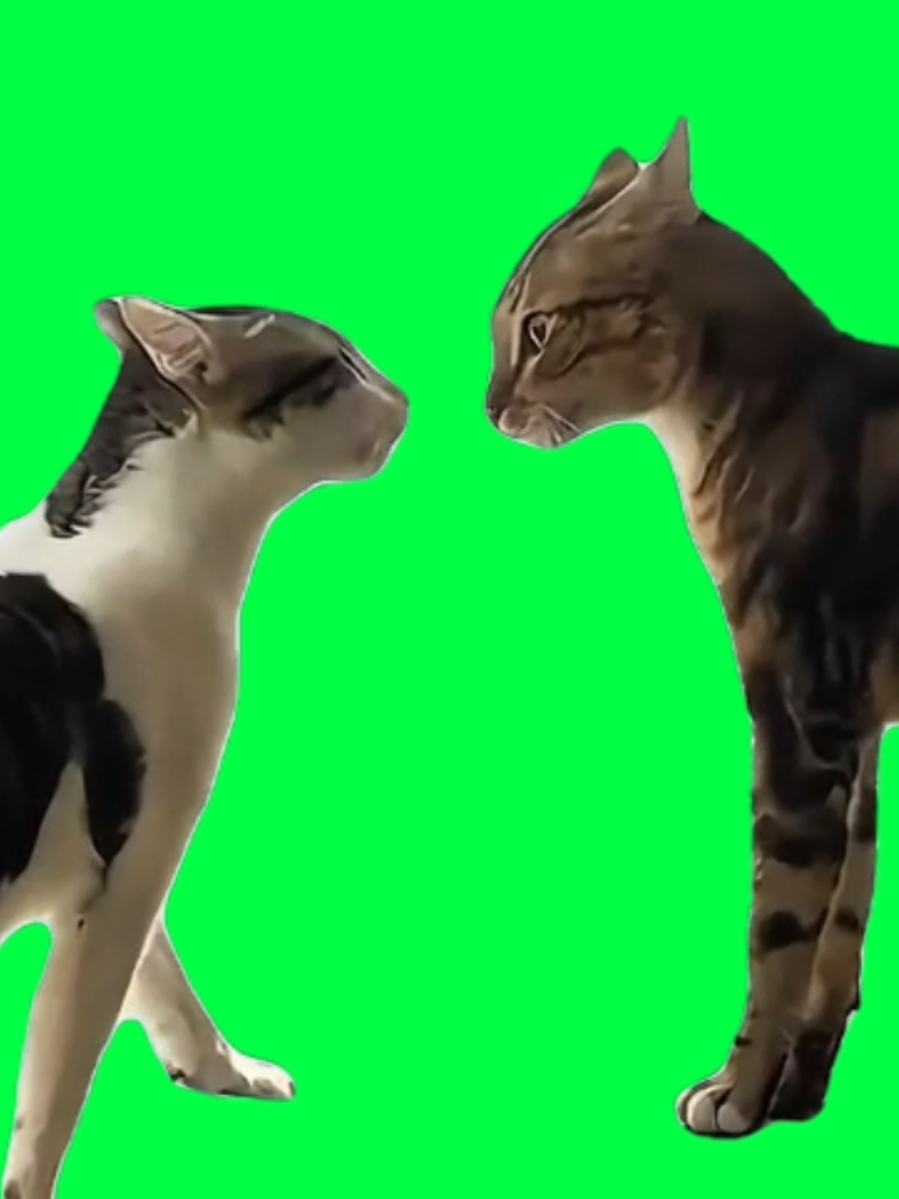 Make your edits more hilarious with this CapCut green screen of two cats meowing and talking loudly at each other. Perfect for funny voiceovers, lip syncs, comedy edits, or adding your own captions to create relatable moments. Use this trending cat meme format to grab attention and boost your content. #greenscreenvideo #capcuttemplate #catmemes #funnyedit #trendytiktok