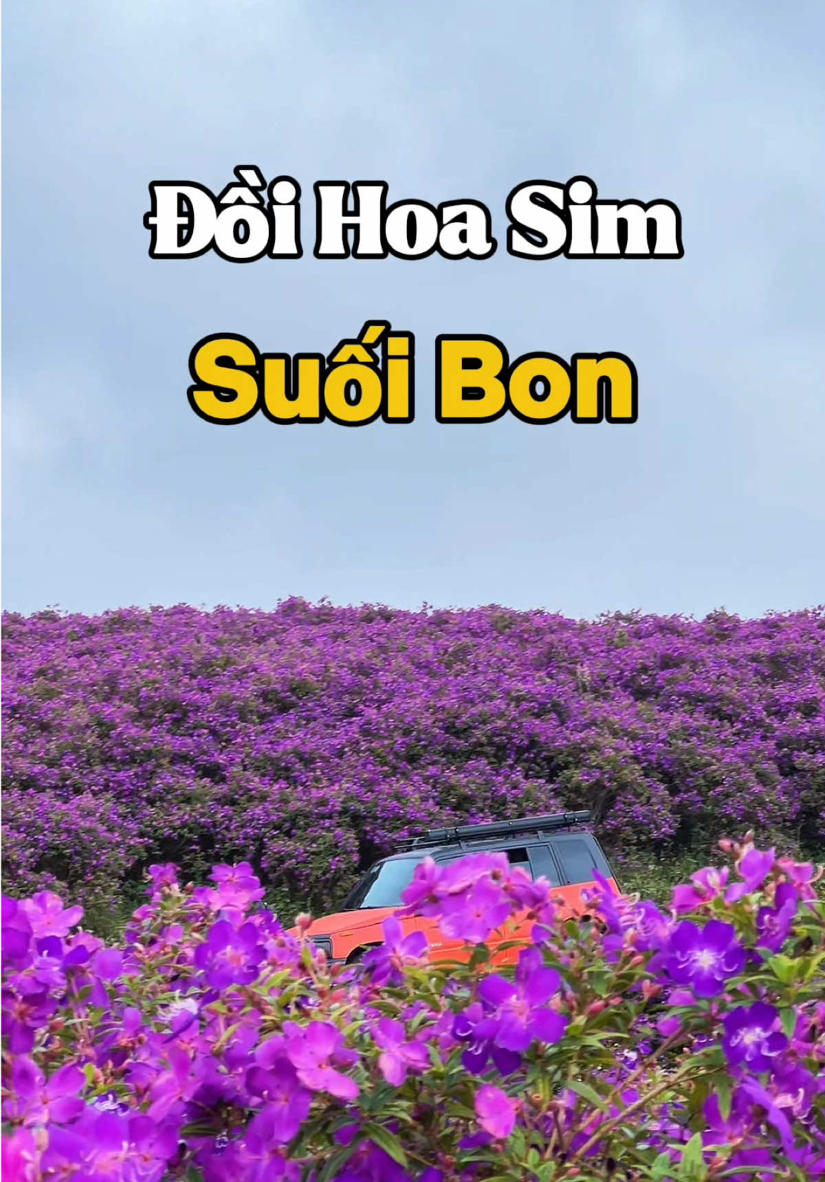 Đón bình minh và tận hưởng không khí trong lành trên Đồi Sim Suối Bon Vân Hồ. Bên mình có tour gồm ôtô đưa đón, chụp ảnh, quay video Flycam, setup đồ camping tới đây nha mọi người #Dinhvanphucdichill #Doihoasimsuoibon #Binhminh #Tour #Dulichvanho 