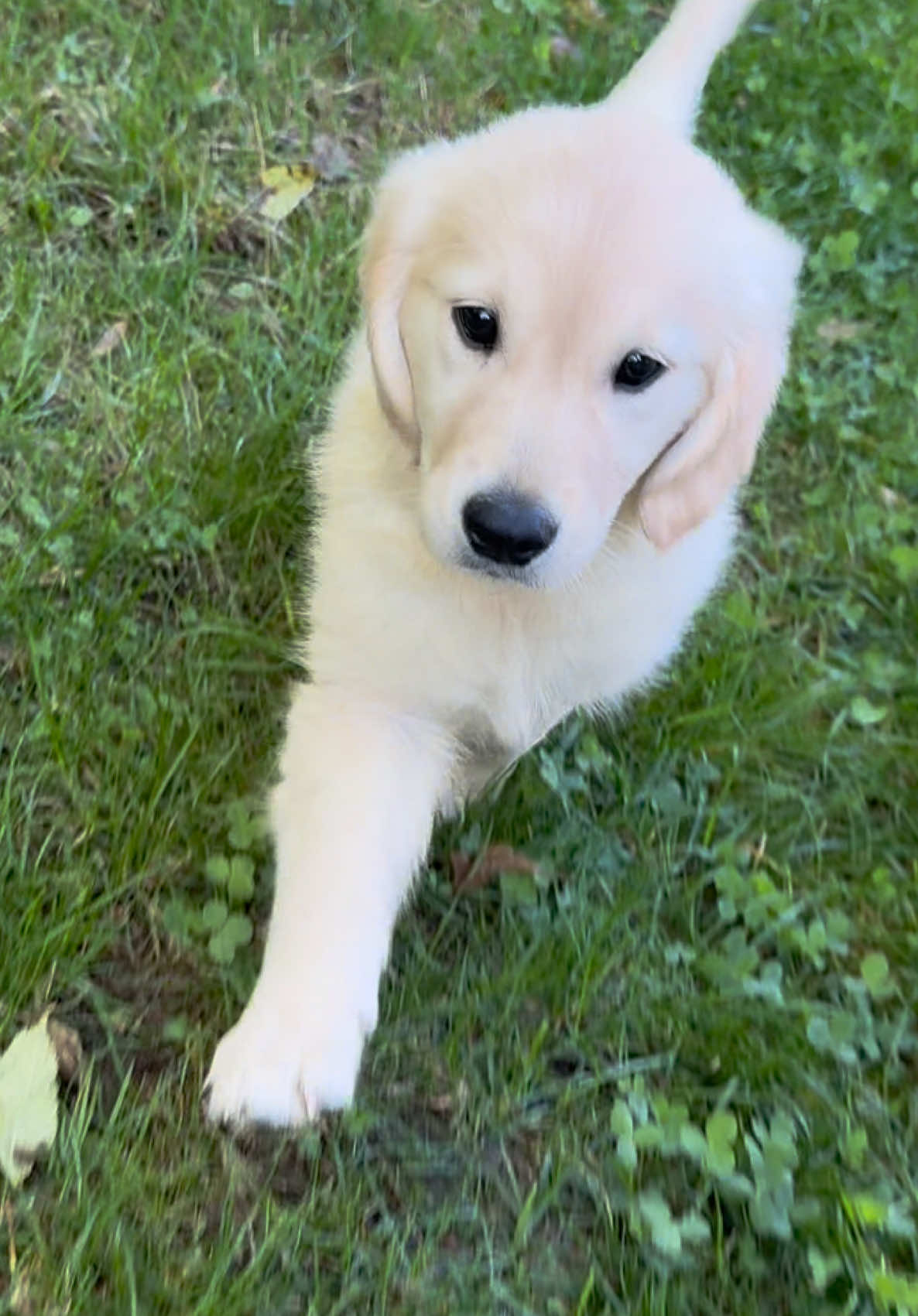 #merciavous #goldenretriever #nouvellearrivedanslafamille #lettreA #femelle 