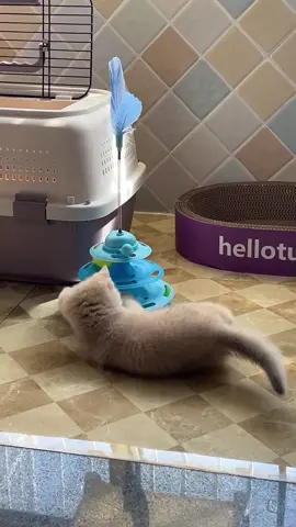 #cat #usa 