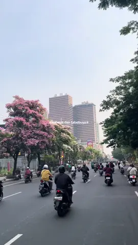 sudahkah kalian jalan jalan dan melihat tabebuya bermekaran?🥰🌸✨ #surabaya #tabebuya #surabayatiktok #berandatiktok #fyppppppppppppppppppppppp 