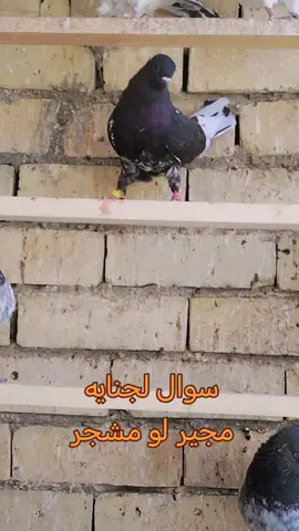 #لعيونكم_حبايب_قلبي♡🧤🙋 #رائيكم_يهمني #تعليقاتكم_لايك_كومينت_اكسبلور #ضيفوني #مصنع_الرجآل 