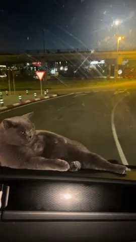 About last night 🥰#bughy #cat #fyp #viral 