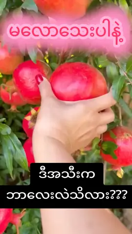 #ချောက်သူလေး❤️ #09776436804 #foryoupage❤️❤️ #ချစ်တဲ့မအိ #hcသလဲသီးမျက်နှာဆပ်ပြာ🍅🍅🍅 