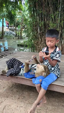 #monkeyfunnyvideos #PetMonkey #MonkeyDaily #CuteMonkey #FunnyAnimals 