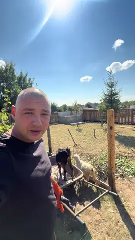 Пес в комплекті до кіз 🐶🐐