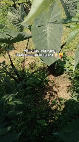 😅#petanimuda #caberawit 
