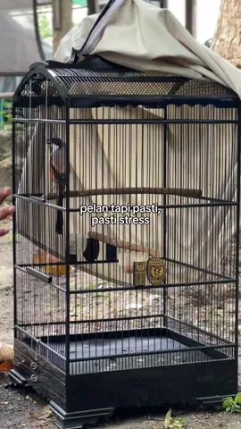 Pastiii #cendetmaniaindonesia #lombaburungberkicau #storykicaumania #lombaburung #lombaburungnasional 