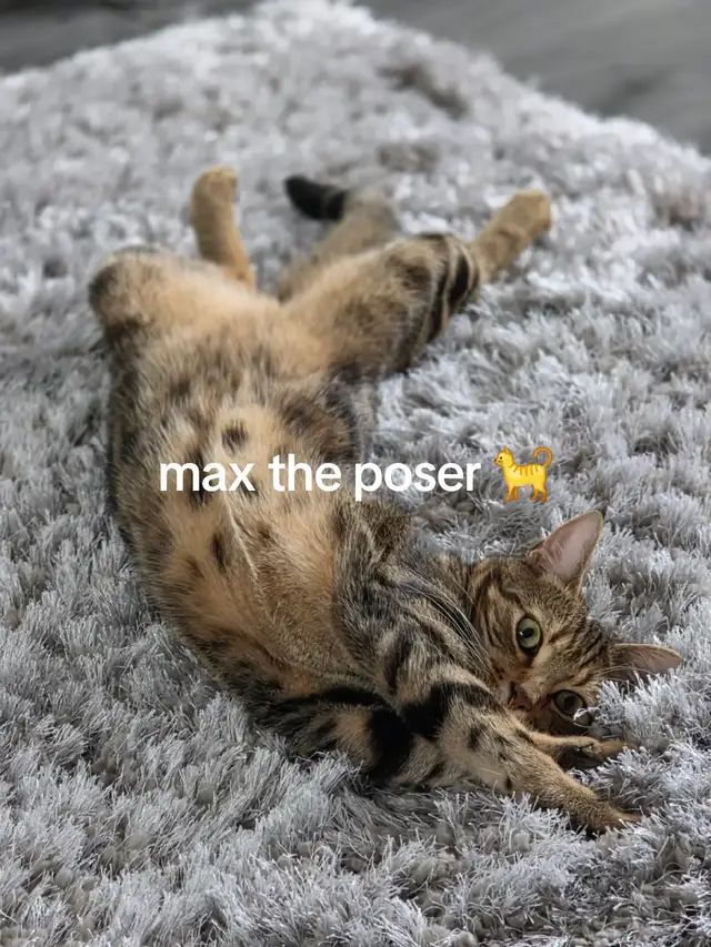 max the poser, not even 1 year old yet , the funniest of the 2 🤪 #cat  #fyp #catlover #funnycat #foryoupage❤️❤️ 