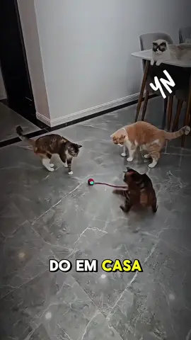 🐾 Seu gato merece MAIS diversão! Essa bolinha inteligente se move sozinha, gira, balança a cauda e faz seu bichano PIRAR de alegria 😻 ✔️ Automática ✔️ Recarregável ✔️ Super resistente Chega de tédio, agora é só alegria! 🎉 👉 Garanta já a sua e faça seu pet feliz! #gatofeliz #vidadepet #tiktokshopbrasil #gatos #petlover