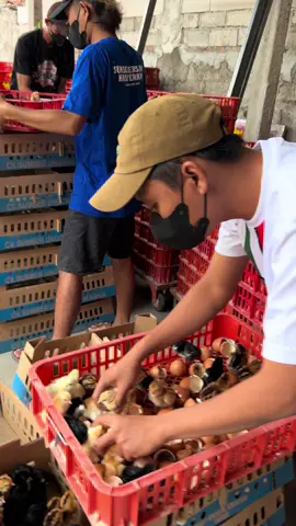 Suja team penetasan 07/09/2025 #joper #peternakanayam 