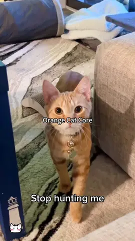 Orange cat is always dissatisfied with its owner#funnycats #funnyanimals #petvideos #cat #catsoftiktok #fyp #usa #longervideos#catsoftiktok #fyp