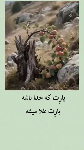 #تاجیک_هزاره_ازبک_پشتون_ترکمن🇦🇫 #الله #motivation 