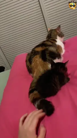 😹 World’s most clueless cat mom 🍼#animals #fouyou #fummny #fyン #pet #us&us #for #pets #fouryoupage