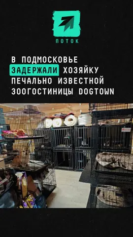 В Подмосковье задержали хозяйку зоогостиницы DogTown #новости #поток #dogtown #собака #подмосковье 