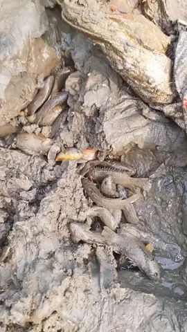 দেশি কই মাছ🐟🐟💐