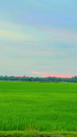 সবুজ ধানের মাঠে দাঁড়ালে মনে হয়, প্রকৃতি যেন হৃদয় ভরে শান্তির গান শোনাচ্ছে… 💚🍃 #G#GreenFieldধ#ধানক্ষেতN#NatureVibesগ#গ্রামেরসৌন্দর্যB#BangladeshNature