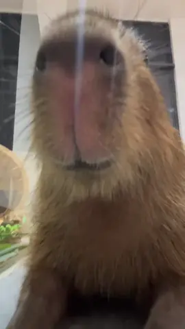 #capybara #capy #fyp