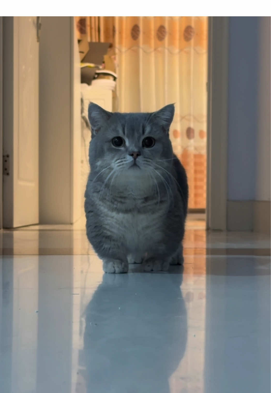 #funnyvideos #funny #cutecat #catsoftiktok #cat 