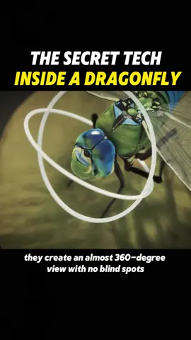 The secret tech inside a dragonfly #scicence #konwledge #dragonfly #foryou #usa 