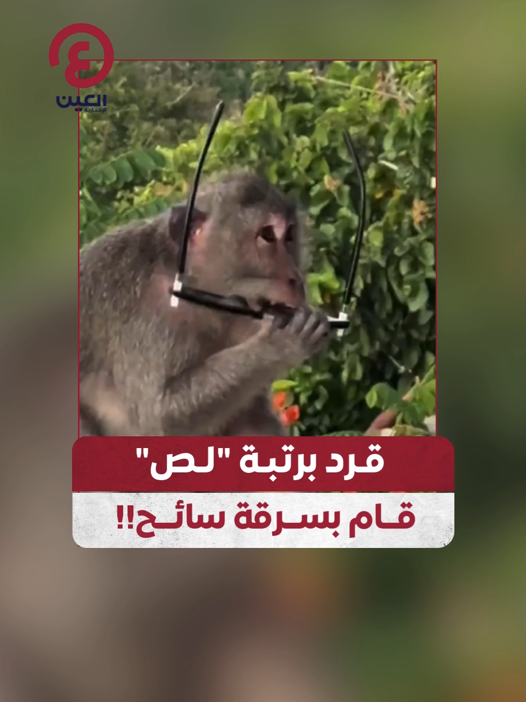 قرد 