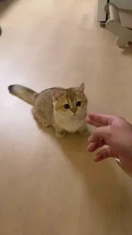 This cat should win an Oscar#usa_tiktok #foryou #usa #funnycat #catsoftiktok 
