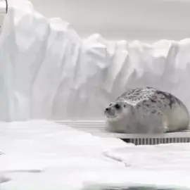 #рекомендации #рек #fyp #f #sealtok #sillyseal #seal #тюлень #лапкикарнатавра 