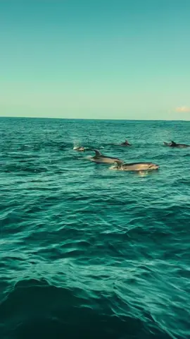 Un moment hors du temps et dépaysant à quelques pas de chez moi ✨  • Une journée qui a débuté par une balade en bateau avec oceanboat64 et où on a eu la surprise de voir des dauphins, ensuite nous avons mangé un délicieux plat chez xistera puis on s’est baladés dans le jolies rues du villages et on a terminé par un petit passage à la plage ☀️ • #saintjeandeluz #paysbasque #paysbasquefrançais #ocean 