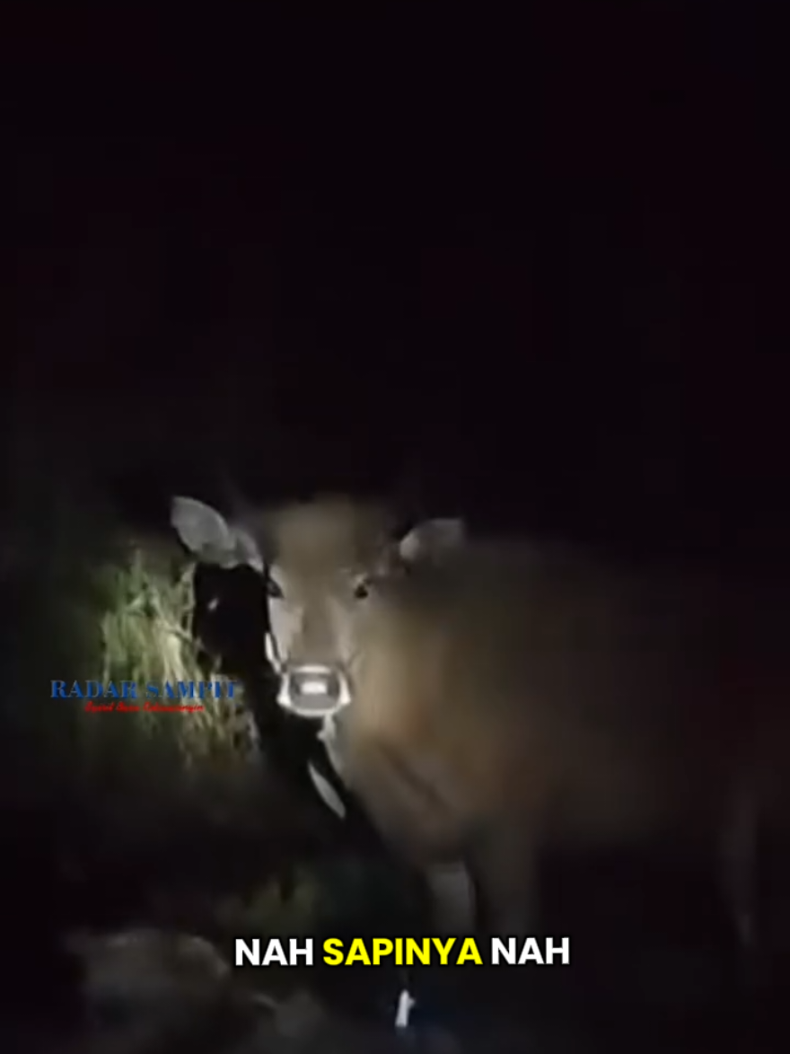 Warga kampung Bugis, Jalan HM Arsyad KM 17, Desa Bapeang, Kecamatan Mentawa Baru Ketapang, Kabupaten Kotawaringin Timur, mengeluhkan keresahan akibat sapi milik warga yang kerap dilepas tanpa pengawasan. Hewan ternak itu disebutnya sudah berlangsung lama dilepas dan merusak kebun warga, bahkan membuang kotoran hingga ke halaman rumah. Aurora, ‎salah seorang warga, mengaku setiap musim tanam hasil kebunnya habis dirusak sapi. Meski sudah melapor ke RT dan pihak adat, persoalan tak kunjung mendapat solusi. ‎“Sudah dikeluhkan di grup warga, bahkan ke kantor desa dan adat, tapi selalu mentok. Saat pemilik sapi ditegur, malah menyakiti hati. Kami hanya ingin bisa bercocok tanam dengan tenang,” keluhnya, Jumat (5/9/2025). ‎Tak hanya merusak tanaman, ia juga mengeluhkan limbah kotoran sapi memenuhi kebun belakang hingga ke teras rumah. Menimbulkan bau tak sedap dan membuat aktivitas sehari-hari menjadi tidak nyaman. ‎ ‎Dirinya berharap ada langkah tegas dari aparat desa maupun pihak berwenang agar konflik berkepanjangan akibat ternak lepas ini segera berakhir, sehingga kehidupan bertetangga tetap harmonis tanpa harus saling merugikan. Baca juga berita terupdate dan menarik lainnya di radarsampit.jawapos.com #hewan #ternak #sapi #lepas #kampungbugis 