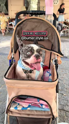 Луна ❤️🇺🇦  Luna.franchbulldog /французький бульдог/милий песик відео/ рекомендації/ мандрівка #французькийбульдог#тикток#улюбленець #frenchbuldog#рекомендації